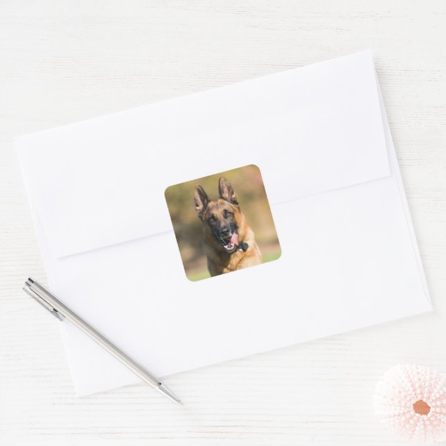 Adesivo Quadrado German shepherd em execução (Envelope)