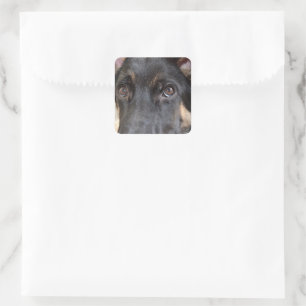 Adesivo Quadrado german shepherd por Shirley Taylor