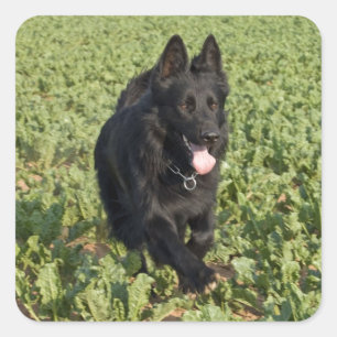 Adesivo Quadrado German shepherd preto da laca