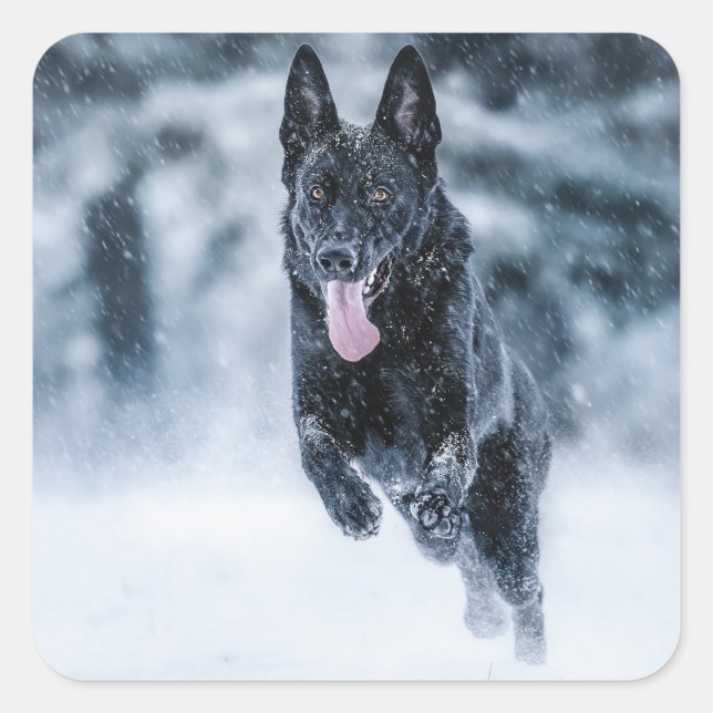 Adesivo Quadrado German shepherd preto no Cobrir da escova de neve (Frente)