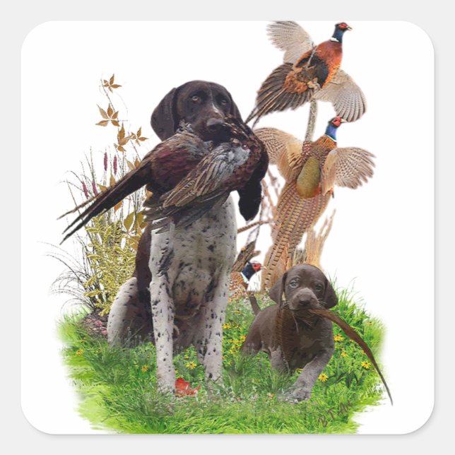 Adesivo Quadrado German Shorthaired Pointer    Sticker (Frente)