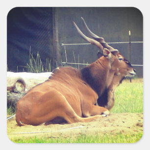 Adesivo Quadrado Giant Eland Stickers