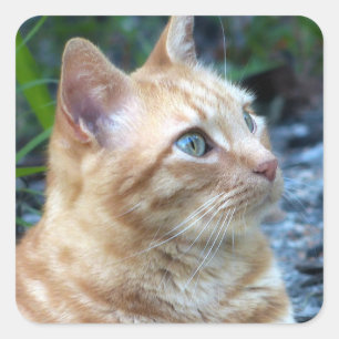 Adesivo Quadrado Ginger Boy