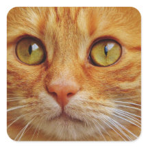Ginger Cat Square Stickers - Brilhante