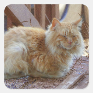 Adesivo Quadrado Ginger George