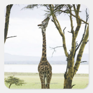 Adesivo Quadrado Girafa em Kenya, África