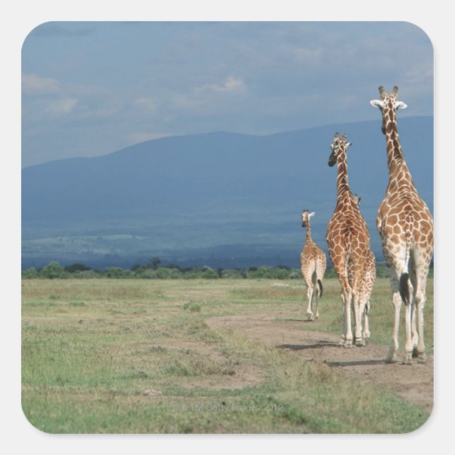 Adesivo Quadrado Girafa reticulada (Girafa camelopardalis) 2 (Frente)