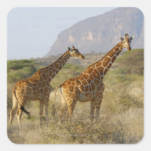Adesivo Quadrado Girafa Somali, Girafa Reticulada, Girafa