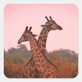 Adesivo Quadrado Girafas em pé em mopani com céu rosa