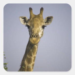 Adesivo Quadrado Giraffa Camelopardalis