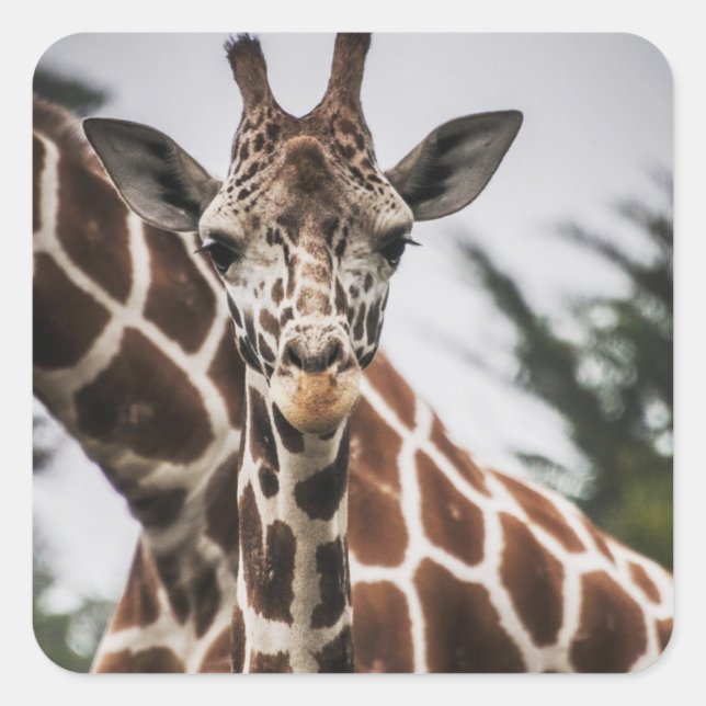 Adesivo Quadrado Giraffe cabeça Giraffe pelo animal impressão afric (Frente)