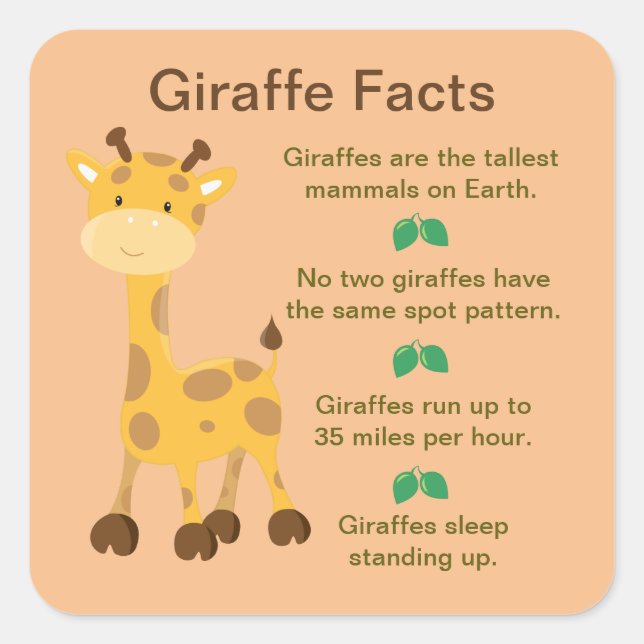 Adesivo Quadrado Giraffe Facts (Frente)