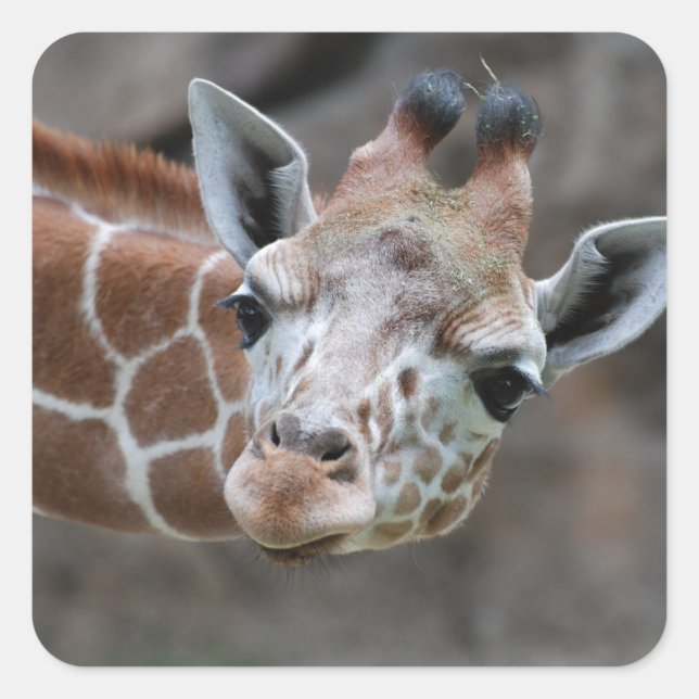 Adesivo Quadrado Giraffe Sticker (Frente)