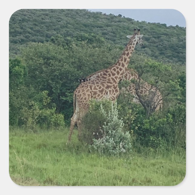 Adesivo Quadrado Giraffe Sticker (Frente)