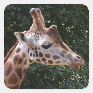 Adesivo Quadrado Giraffe Stickers