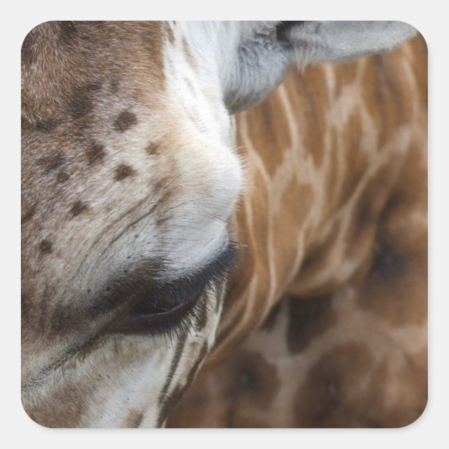 Adesivo Quadrado Giraffe Stickers (Frente)