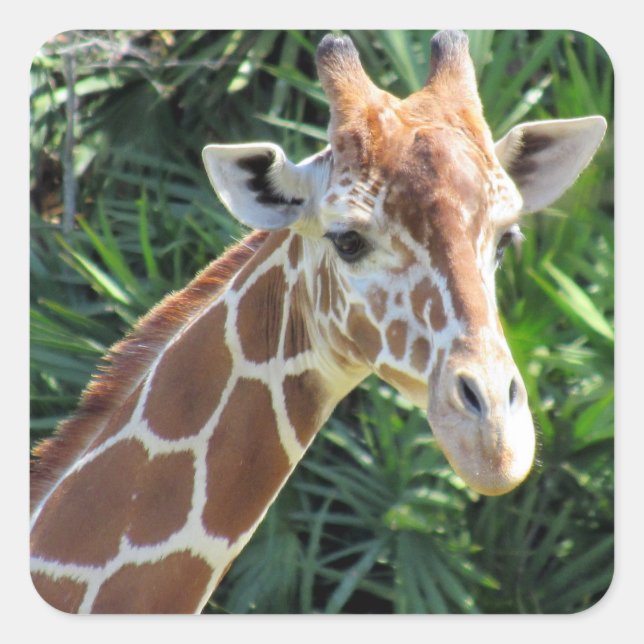 Adesivo Quadrado Giraffe Stickers (Frente)