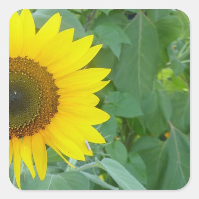 Adesivo Quadrado Girassol (Frente)