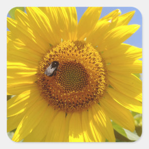 Adesivo Quadrado Girassol Amarelo