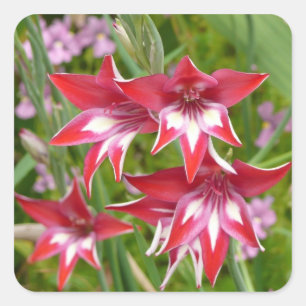 Adesivo Quadrado Gladiolas Vermelhas e Brancas Verão Botânico