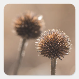 Adesivo Quadrado Globe no outono Macro