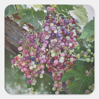 Adesivo Quadrado Glória das Vinhas - Arte do Vineyard hiperrealista