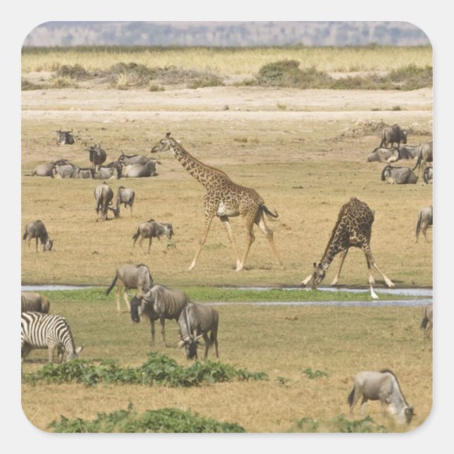 Adesivo Quadrado Gnu, Zebras e Girafas (Frente)