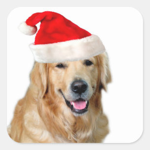 Adesivo Quadrado Golden retriever