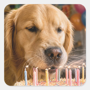 Adesivo Quadrado Golden Retriever Apagando Velas de Aniversário