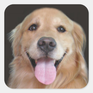 Adesivo Quadrado Golden retriever de sorriso