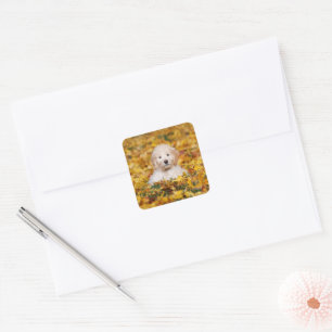 Adesivo Quadrado Goldendoodododododle Puppy Em Folhas De Queda