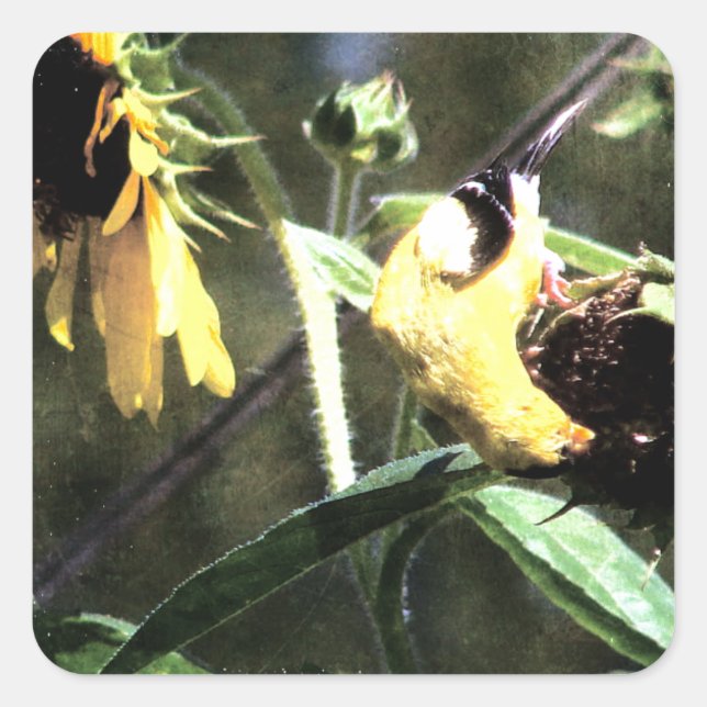 Adesivo Quadrado Goldfinch (Frente)