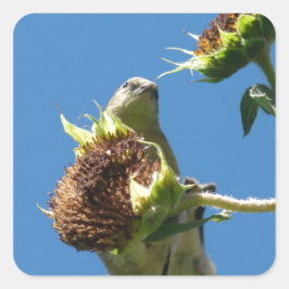 Adesivo Quadrado Goldfinch
