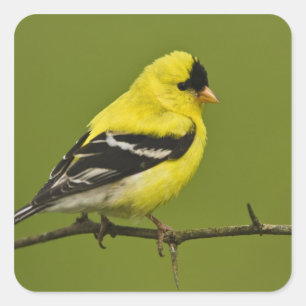 Adesivo Quadrado Goldfinch americano masculino na plumagem da