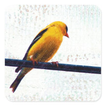 Goldfinch em uma linha elétrica
