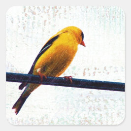 Adesivo Quadrado Goldfinch em uma linha elétrica