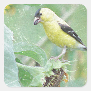 Adesivo Quadrado Goldfinch Grunge