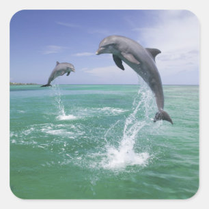 Adesivo Quadrado Golfinho-nariz-de-garrafa Tursiops truncatus