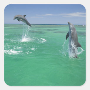 Adesivo Quadrado Golfinho-nariz-de-garrafa Tursiops truncatus
