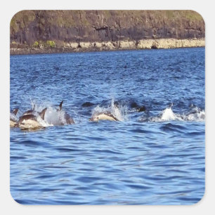 Adesivo Quadrado Golfinhos Comuns Saltando Oceano Marinho Natureza