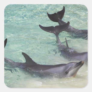 Adesivo Quadrado Golfinhos, Sea World, Gold Coast, Queensland,