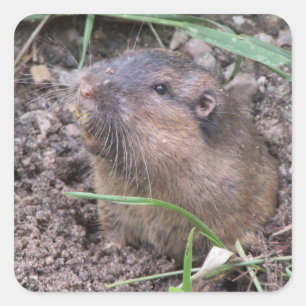 Adesivo Quadrado Gopher de bolso