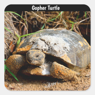 Adesivo Quadrado Gopher Turtle