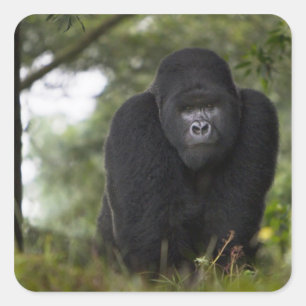Adesivo Quadrado Gorila da Montanha e Silverback