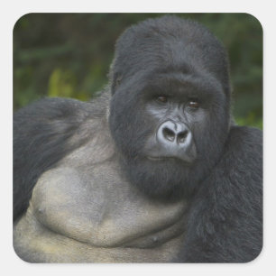 Adesivo Quadrado Gorila da Montanha e Silverback