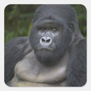 Adesivo Quadrado Gorila da Montanha e Silverback