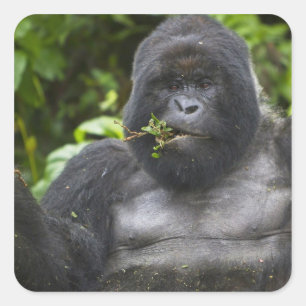 Adesivo Quadrado Gorila da Montanha e Silverback