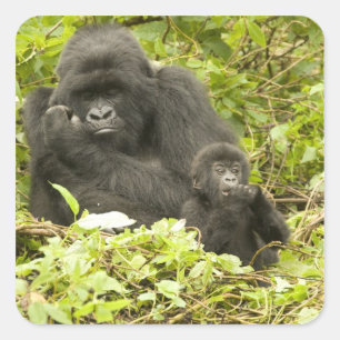 Adesivo Quadrado Gorila-da-montanha, Gorilla beringei (anteriorment