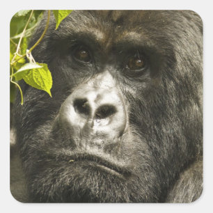 Adesivo Quadrado Gorila-da-montanha, Gorilla beringei beringei,