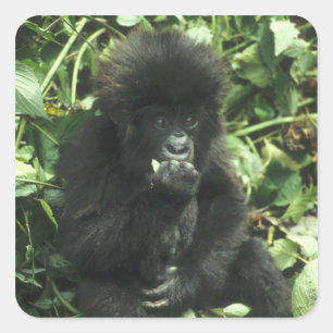 Adesivo Quadrado Gorila da Montanha, (Gorilla gorilla beringei),
